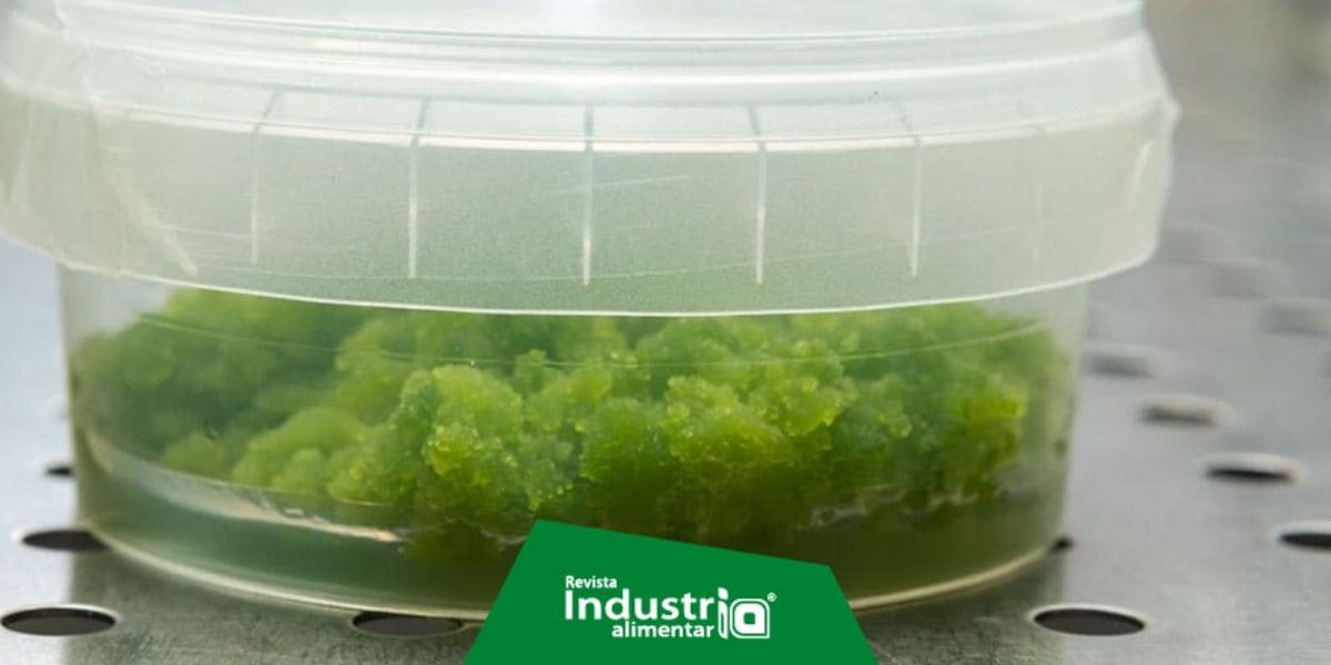 Los polímeros a base de algas son una alternativa biodegradable Revista Industria Alimentaria